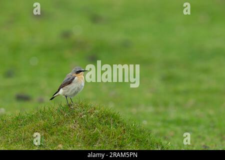 Northern wheatear Oenanthe oenanthe, maschio adulto arroccato su Grassy knoll, Moss, Tiree, Scozia, Regno Unito, Maggio Foto Stock