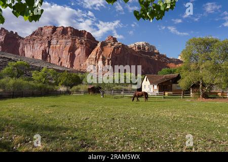 Pascolo di cavalli presso la fattoria nel Capital Reef National Park Foto Stock