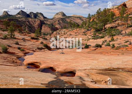 Ammira il percorso delle numerose piscine nel parco nazionale di Zion Foto Stock