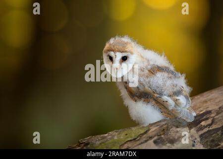 Verso sera con gli uccelli. Il giovane gufo seduto vicino al tronco degli alberi la sera con una bella luce vicino al buco del nido. Scena della natura selvaggia. Foto Stock