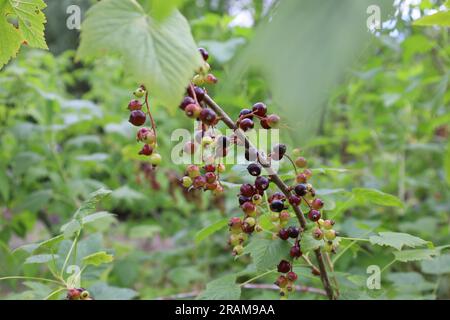 Cornus sanguinea, il comune dogwood o sanguinoso dogwood, bacche nere Foto Stock