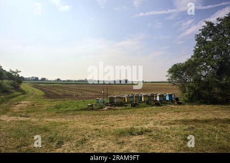 Alveari accanto a un albero vicino a un campo arato in una giornata estiva nella campagna italiana Foto Stock