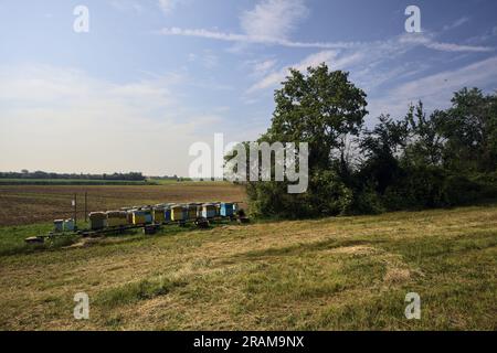 Alveari accanto a un albero vicino a un campo arato in una giornata estiva nella campagna italiana Foto Stock