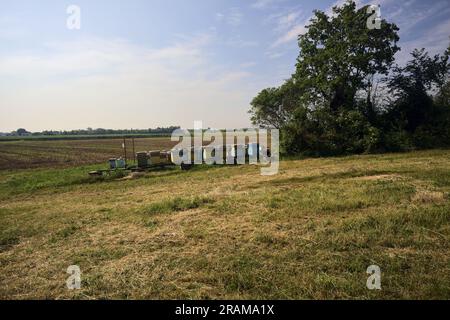 Alveari accanto a un albero vicino a un campo arato in una giornata estiva nella campagna italiana Foto Stock