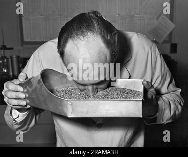 Baltimora, Maryland: 27 febbraio 1964 Un dipendente del Dipartimento dell'Agricoltura testa un lotto di grano controllandone l'aroma. Foto Stock