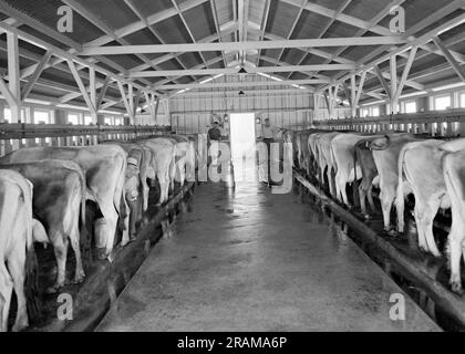 Contea di Tulare, California: Maggio 1939 Una vista sul caseificio e sulla mandria al momento della mungitura presso la Mineral King Cooperative Association. Il programma è stato istituito come parte della Farm Security Administration Foto Stock