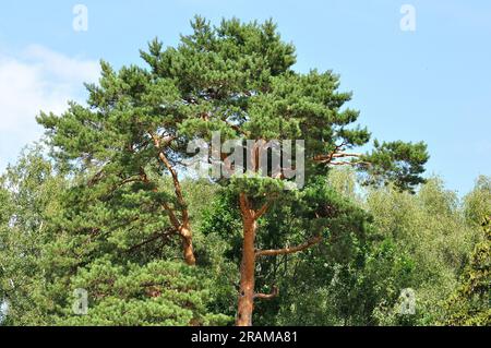 La cima del grande vecchio pino nella foresta Foto Stock