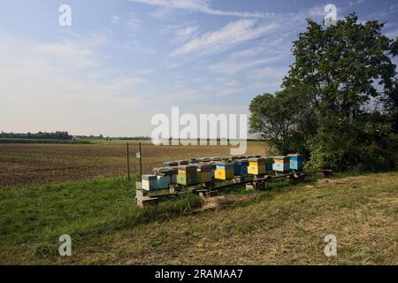 Alveari accanto a un albero vicino a un campo arato in una giornata estiva nella campagna italiana Foto Stock