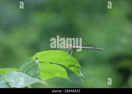 damselfly a gambe bianche, gamba di piuma blu nella foresta estiva, insetti Foto Stock