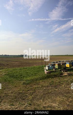 Alveari accanto a un albero vicino a un campo arato in una giornata estiva nella campagna italiana Foto Stock