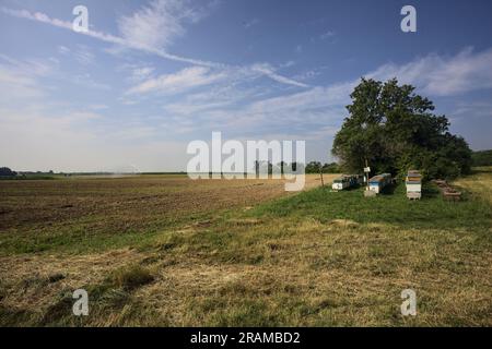 Alveari accanto a un albero vicino a un campo arato in una giornata estiva nella campagna italiana Foto Stock