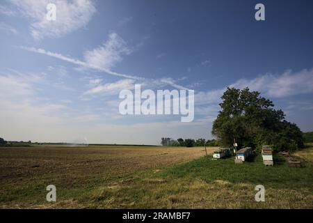 Alveari accanto a un albero vicino a un campo arato in una giornata estiva nella campagna italiana Foto Stock