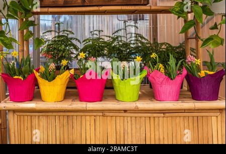 Decorazioni in vaso di fiori colorati, design esterno. Fiori in vasi pronti per il trapianto. Set di raccolta di piante da casa in vaso di fiori. Un bel bell'altro Foto Stock