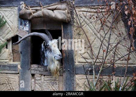 Capra che guarda fuori dalla finestra nel vecchio villaggio Foto Stock