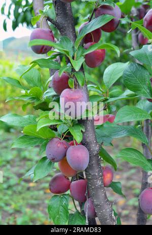 Nel giardino su un ramo di albero prugne mature con il colore rosa del frutto. Foto Stock