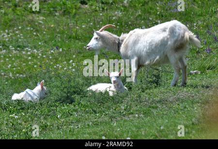 Una capra domestica pascolava in un cortile rurale Foto Stock