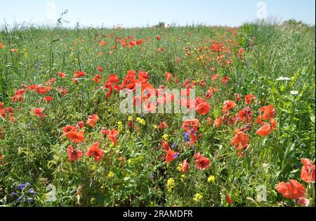 In piena estate, vari fiori selvatici crescono nel campo. Foto Stock