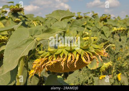 In tarda estate il girasole matura sul campo della fattoria Foto Stock