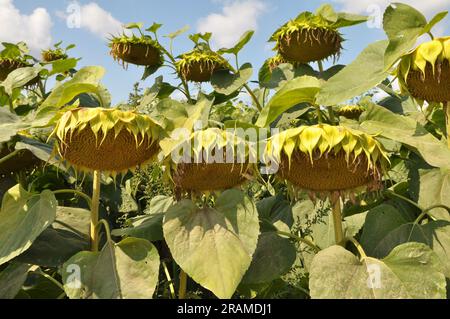 In tarda estate il girasole matura sul campo della fattoria Foto Stock