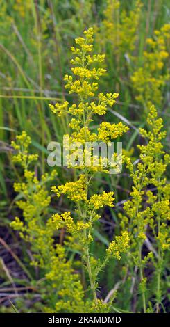 Galium verum cresce tra le erbe in natura Foto Stock