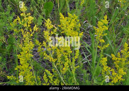 Galium verum cresce tra le erbe in natura Foto Stock