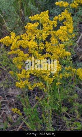 Galium verum cresce tra le erbe in natura Foto Stock