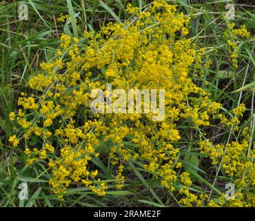 Galium verum cresce tra le erbe in natura Foto Stock