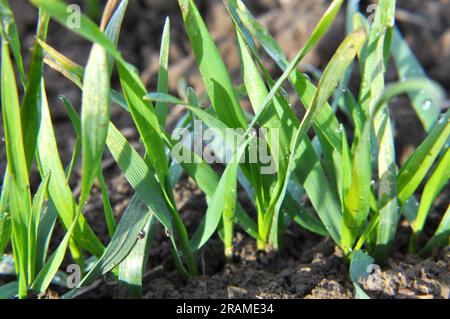 Germogli autunnali di grano invernale che cresce nei campi Foto Stock