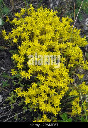 Nel selvaggio stonecrop (Sedum acro) cresce su terreni rocciosi Foto Stock