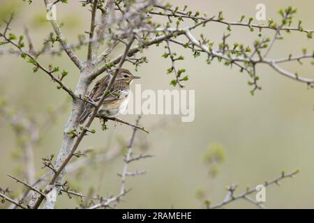 Tree pipit Anthus trivialis, adulto arroccato in arbusti, Salisbury Plain, Wiltshire, UK, aprile Foto Stock