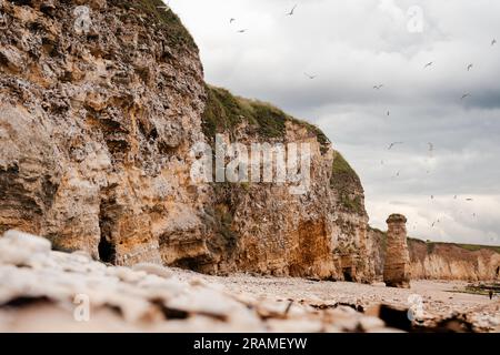 Le scogliere calcaree di Marsden Bay coperte da kittiwakes, South Shields, Tyne & Wear Foto Stock