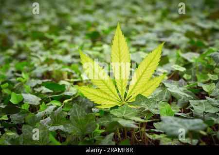 Foglia gialla di Cannabis, primo piano della pianta, marijuana Foto Stock