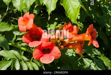 Bellissimi fiori rossi della tromba o tromba superriduttore Campsis radicans. Campsis Flamenco fiori di arancio brillante che si avvolge sulla recinzione di greene Foto Stock