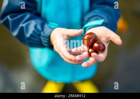 Primo piano sulle mani del bambino che raccoglie le castagne in un parco il giorno d'autunno. Il bambino si diverte con la ricerca di castagni e fogliame. Attività autunnali con Foto Stock