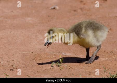 Canada Goose, Branta canadensis, gosling, alimentazione Foto Stock