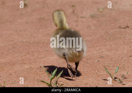 Canada Goose, Branta canadensis, gosling Foto Stock