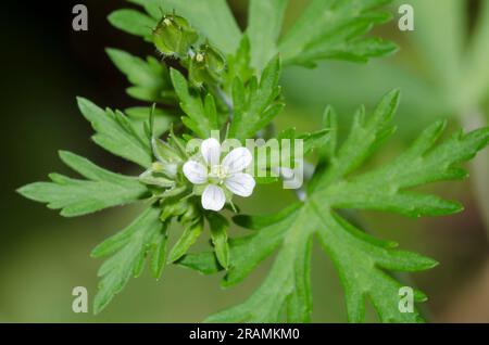 Texas Geranium, Geranium texanum Foto Stock