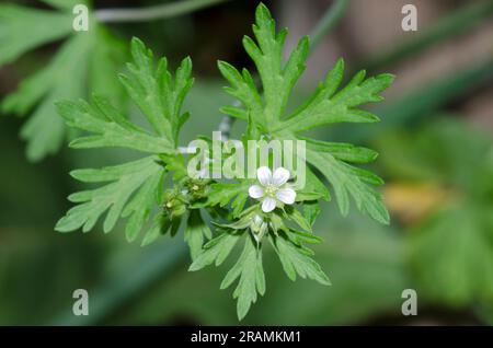 Texas Geranium, Geranium texanum Foto Stock