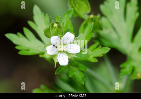 Texas Geranium, Geranium texanum Foto Stock