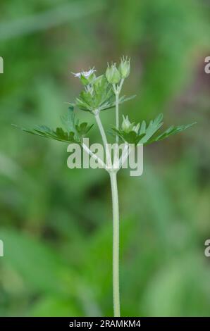 Texas Geranium, Geranium texanum Foto Stock