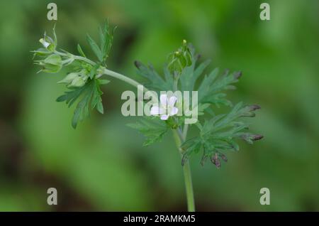 Texas Geranium, Geranium texanum Foto Stock