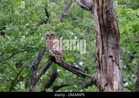 Bloccate il gufo, Strix varia Foto Stock