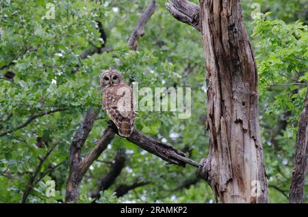 Bloccate il gufo, Strix varia Foto Stock