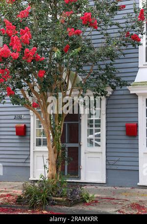 Cottage creolo grigio con splendido albero di mirto crepe con fiori rossi brillanti nel quartiere Faubourg Marigny, New Orleans. Foto Stock