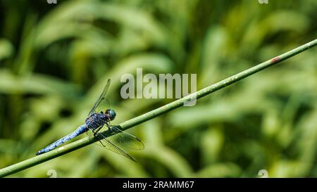 Potrait di una libellula blu stesa sul vapore dell'erba, vicino al fiume Foto Stock