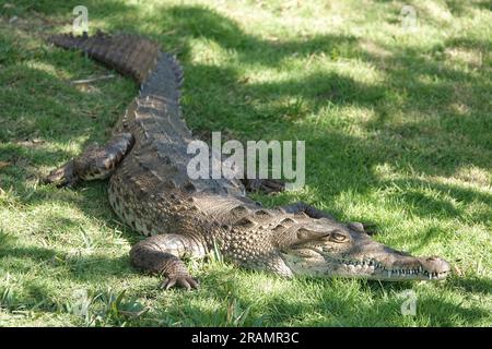 Coccodrillo americano (Crocodylus acutus) in Florida, USA Foto Stock