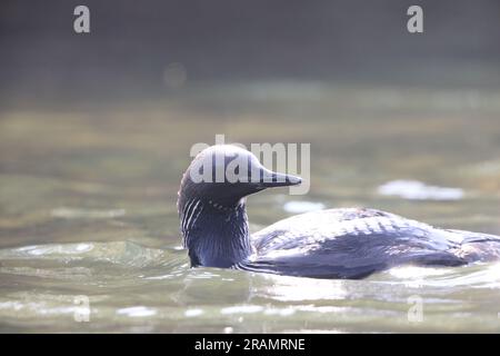 Il Pacific loon o Pacific Diver (Gavia pacifica), è un membro di medie dimensioni della famiglia loon, o subacquea. Foto Stock