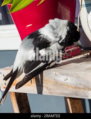 Un uccello di Pied Butcherbird che preda vicino ad alcune piante di vaso Foto Stock