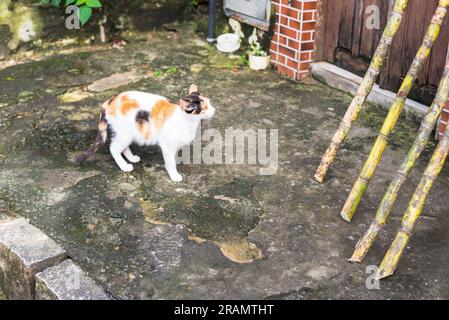 Un gatto carino e adorabile a terra che guarda il movimento per strada. Protezione degli animali e concetto di adozione Foto Stock