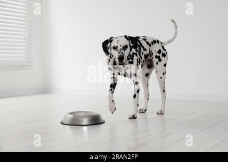 Adorabile cane dalmata e ciotola per nutrire al chiuso Foto Stock